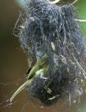 Yellow-olive Flycatcher, in nest