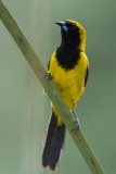 Yellow-backed Oriole