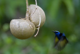 Red-legged Honeycreeper