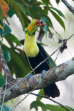 Keel-billed Toucan