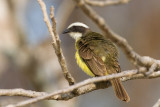 Social Flycatcher