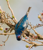 Indigo Bunting