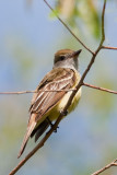 Great Crested Flycatcher