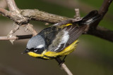 Magnolia Warbler