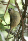 Black-throated Blue Warbler female