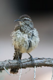 Cactus Wren (Phoenix)