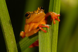 Arrowhead Reed Frog