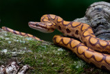 Brazilian Rainbow Boa