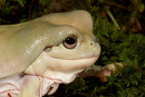 Whites Tree Frog (adorable)