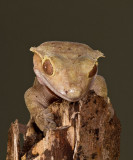Crested Gecko