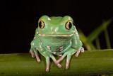 Painted Monkey Frog