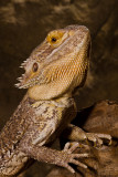 Bearded Dragon