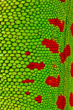 Giant Day Gecko (part)