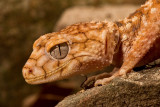 Rough Knob-Tailed Gecko