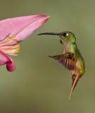 Fawn-breasted Brilliant