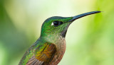 Birds from Ecuador, 2011