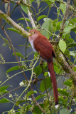 Squirrel Cuckoo