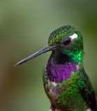 Purple-bibbed Whitetip (male)