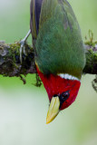 Red-headed Barbet