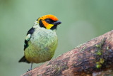 Flame-faced Tanager