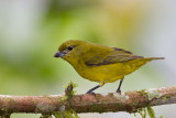 Thick-billed Euphonia