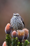 Andean Tit-spinetail