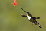 Collared Inca