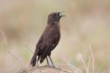 Northern Anteater Chat