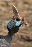 Helmeted Guineafowl (Head detail)