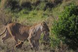 Mother with cub