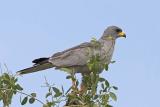 Eastern Pale Chanting Goshawk