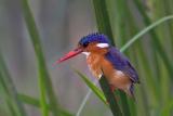 Malachite Kingfisher