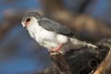 Pygmy falcon