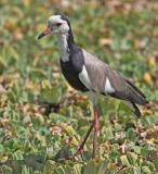 Long-Toed Plover