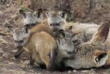 Bat-eared foxes - hide and seek