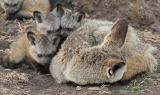 Bat-eared foxes - hide and seek