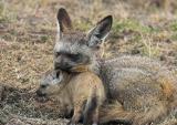 Bat-eared Fox pup with father