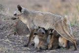 Bat-Eared Fox litter, nursing