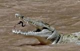 Croc snack