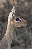 Dik-dik head shot