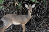 Dik-dik