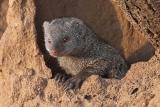 Dwarf mongooses on termite mound