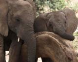 Elephant family at scratching post