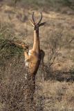 Gerenuk standing up