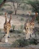 Four giraffes
