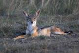 Black-striped Jackal