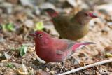 Red Billed Firefinch