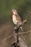 Rosy-Patched Bush-Shrike