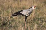 Secretary Bird