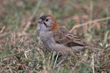 Speckle Fronted Weaver